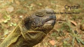  Presentation with tortoise - Cool new theme with turtle-testudo-hermanni-tortoise-head backdrop and a gold colored foreground