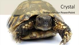  Presentation with tortoise - Amazing PPT layouts having turtle-testudo-hermanni-tortoise backdrop and a coral colored foreground