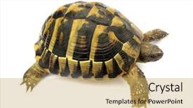  Presentation with tortoise - PPT theme with turtle-testudo-hermanni-tortoise background and a yellow colored foreground
