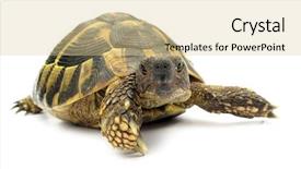  Presentation with tortoise - Colorful slides enhanced with turtle testudo hermanni tortoise backdrop and a lemonade colored foreground