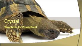  Presentation with tortoise - Presentation theme having turtle-testudo-hermanni-tortoise background and a tawny brown colored foreground