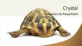  Presentation with tortoise - Slides featuring turtle-testudo-hermanni-tortoise background and a lemonade colored foreground