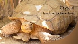  Presentation with turtle - Colorful slides enhanced with turtle backdrop and a coral colored foreground