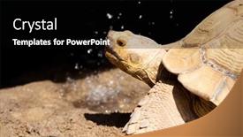  Presentation with turtle - PPT layouts enhanced with turtle background and a black colored foreground