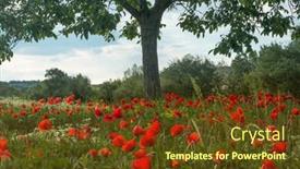  Presentation with poppy - Audience pleasing slide set consisting of tuscan view on a lone tree in a poppy field near pienza in italy backdrop and a tawny brown colored foreground