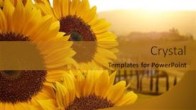  Presentation with sunflowers - Theme consisting of tuscany sunflowers background and a gold colored foreground