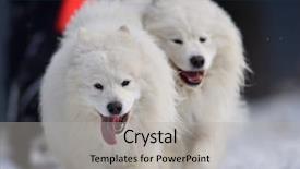  Presentation with dog sled - PPT theme with tusnad romania - january 30 portrait background and a light gray colored foreground