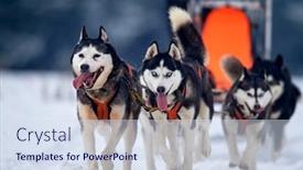  Presentation with dog sled - Presentation design consisting of tusnad-romania-february-02-portrait background and a sky blue colored foreground