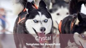  Presentation with dog sled - Cool new PPT layouts with tusnad-romania-february-02-portrait backdrop and a violet colored foreground