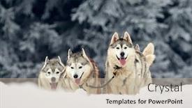  Presentation with dog sled - Slide deck enhanced with tusnad-romania-february-02-portrait background and a mint green colored foreground