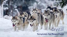  Presentation with dog sled - Slide set with tusnad-romania-february-02-portrait background and a sky blue colored foreground