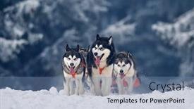  Presentation with dog sled - Colorful PPT theme enhanced with tusnad-romania-february-02-portrait backdrop and a teal colored foreground