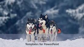  Presentation with dog sled - Cool new PPT layouts with tusnad-romania-february-02-portrait backdrop and a seafoam green colored foreground