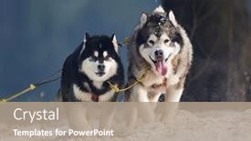  Presentation with dog sled - Audience pleasing slide set consisting of tusnad-romania-february-02-portrait backdrop and a coral colored foreground