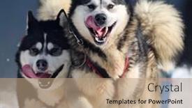  Presentation with dog sled - 