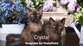  Presentation with chocolate - Colorful presentation design enhanced with tvo-burmese-chocolate-kittens backdrop and a tawny brown colored foreground