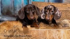  Presentation with puppy - Colorful PPT layouts enhanced with tvo-dogs-dachshunds-puppy-dog backdrop and a gold colored foreground