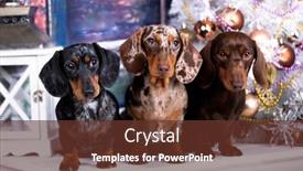  Presentation with dog christmas - Audience pleasing PPT layouts consisting of tvo-puppy-dachshund-new-year backdrop and a tawny brown colored foreground