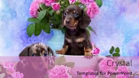 Presentation with tan - Cool new slide set with tvo-puppy-dachshund-puppy-brown backdrop and a coral colored foreground