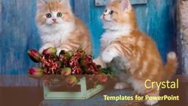  Presentation with cats - PPT theme having tvo-red-cats background and a tawny brown colored foreground