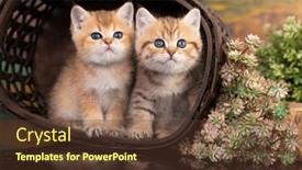  Presentation with kittens christmas holiday red christmas - Slides having tvo-red-kittens-and-tabby background and a tawny brown colored foreground