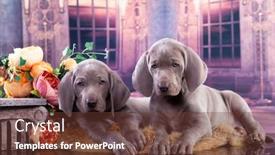  Presentation with flowers - Presentation theme with tvo-weimaraner-puppies-weimaraner-pointing background and a tawny brown colored foreground