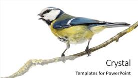  Presentation with rear view of bodyguard - Beautiful slides featuring tweet - rear view of a tweeting backdrop and a white colored foreground