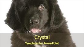  Presentation with newfoundland - Amazing theme having twelve week old newfoundland puppy on white background backdrop and a tawny brown colored foreground