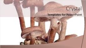  Presentation with fungus - Cool new presentation design with twenty-brown-honey-fungus-isolated backdrop and a lemonade colored foreground