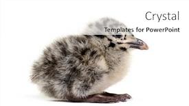  Presentation with chick - Presentation theme enhanced with twenty-four-hours-chick-european background and a white colored foreground