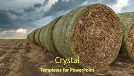 Presentation with animals - Presentation theme enhanced with twenty-hay-bales-are-stacked background and a tawny brown colored foreground