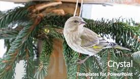  Presentation with council europe - PPT theme enhanced with twig decorated wooden house feeder background and a gray colored foreground