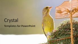  Presentation with h7n9 bird flu - Presentation enhanced with twig decorated wooden house feeder background and a coral colored foreground