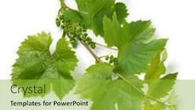  Presentation with grapevine - Presentation consisting of twig-of-a-grapevine-isolated background and a yellow colored foreground