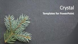  Presentation with spruce - Colorful PPT layouts enhanced with twig of colorado blue spruce on gray slate stone backdrop and a gray colored foreground