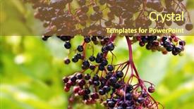  Presentation with outdoors - Colorful slide deck enhanced with twig of elderberry outdoors backdrop and a tawny brown colored foreground