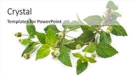  Presentation with aztec - Audience pleasing presentation design consisting of twig of fresh aztec sweet backdrop and a white colored foreground