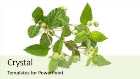  Presentation with aztec - Cool new slide set with happy secretary girl on a white background holds a file backdrop and a gray colored foreground.