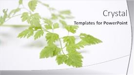  Presentation with leaves - Audience pleasing slides consisting of twig-of-fresh-chervil-leaves backdrop and a pink colored foreground