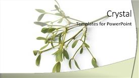  Presentation with fresh water splash green apple isolated white - Slides with twig of fresh mistletoe isolated background and a white colored foreground