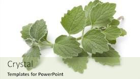  Presentation with indian - PPT layouts consisting of twig-of-indian-borage-isolated background and a mint green colored foreground