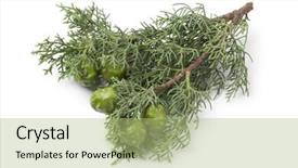  Presentation with mediterranean - Colorful slide deck enhanced with twig of mediterranean cypress cones backdrop and a mint green colored foreground