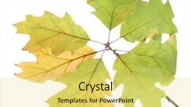  Presentation with oak - Presentation with twig of oak with autumn yellow leaves isolated on white background and a yellow colored foreground