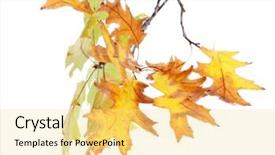  Presentation with oak - Beautiful theme featuring twig of oak with autumn yellow leaves isolated on white backdrop and a blonde colored foreground