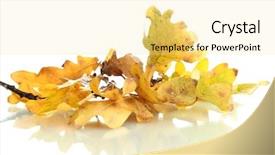  Presentation with oak - PPT theme enhanced with oak with autumn yellow leaves background and a blonde colored foreground