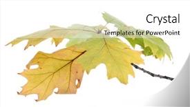  Presentation with oak - Slides having twig of oak with autumn yellow leaves isolated on white background and a white colored foreground