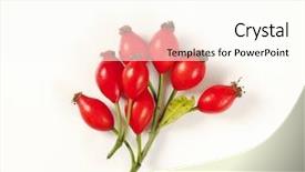  Presentation with rose hips - Presentation having twig of rose hips on white background background and a cream colored foreground