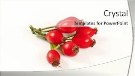  Presentation with hip - Colorful presentation theme enhanced with twig of rose hips backdrop and a  colored foreground