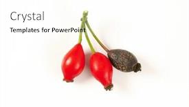  Presentation with rose hips - Presentation theme consisting of twig-of-rose-hips background and a white colored foreground