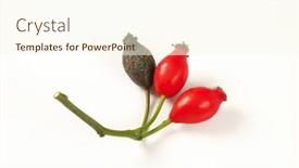  Presentation with rose hips - Slide set having twig-of-rose-hips background and a cream colored foreground